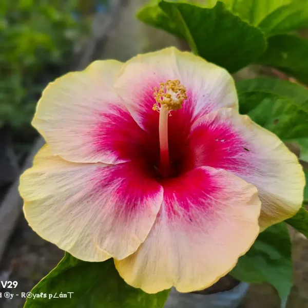 American_Variety_Hibiscus_Flower_Plants