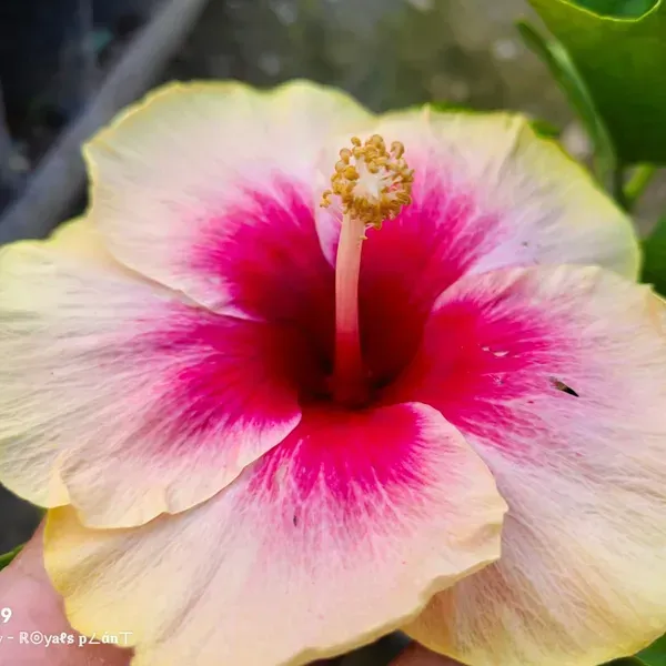 American_Variety_Hibiscus_Flower_Plants