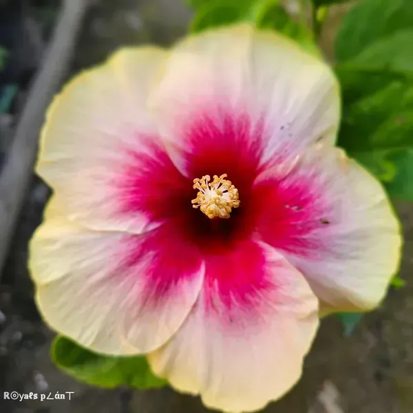American_Variety_Hibiscus_Flower_Plants