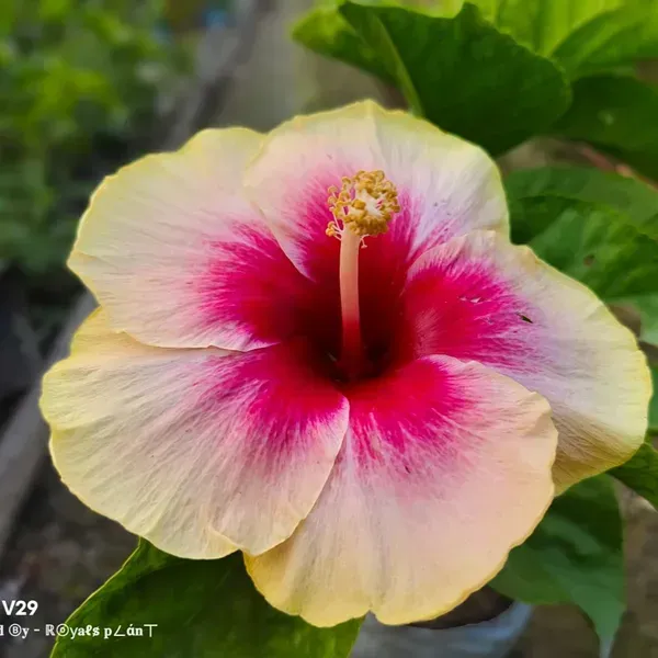 American_Variety_Hibiscus_Flower_Plants