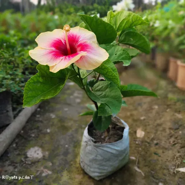 American_Variety_Hibiscus_Flower_Plants