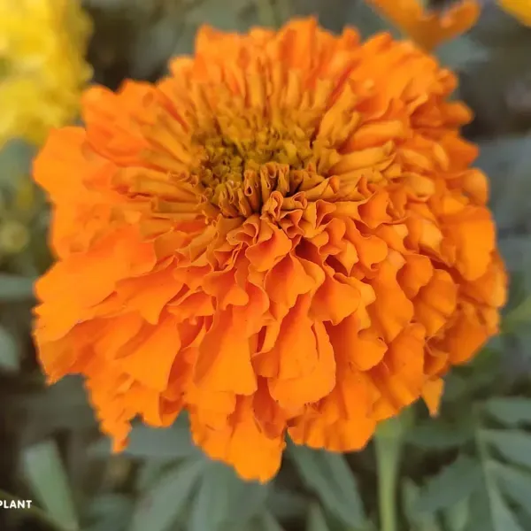 Hybrid_Inca_Variety_Marigold_Flower_Plant_Orange