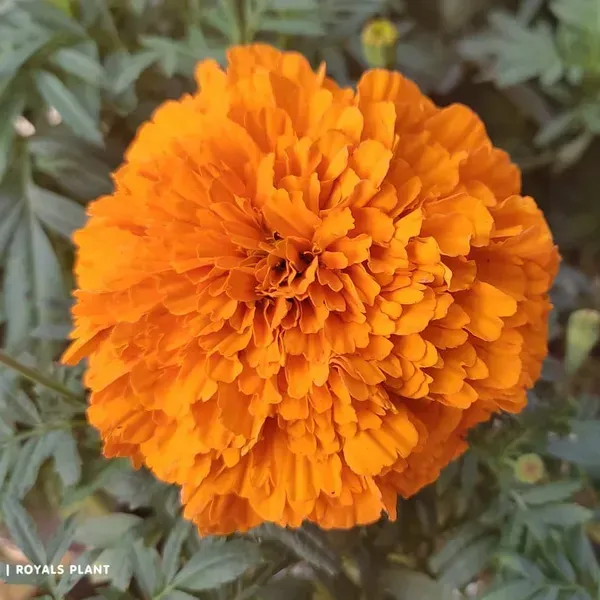 Hybrid_Inca_Variety_Marigold_Flower_Plant_Orange