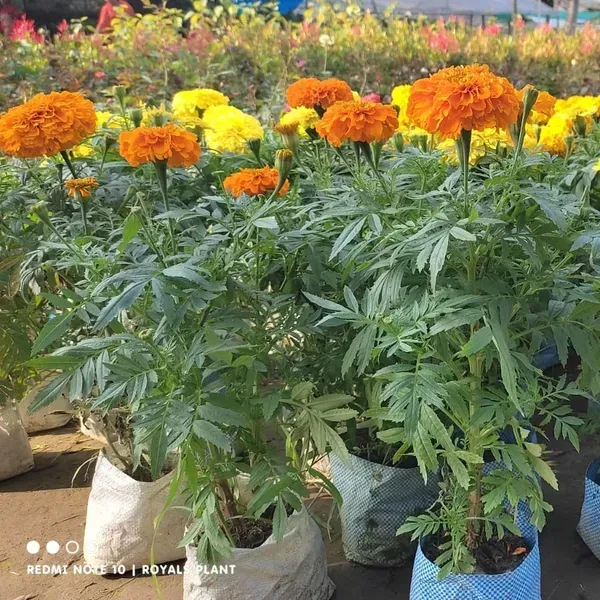Hybrid_Inca_Variety_Marigold_Flower_Plant_Orange