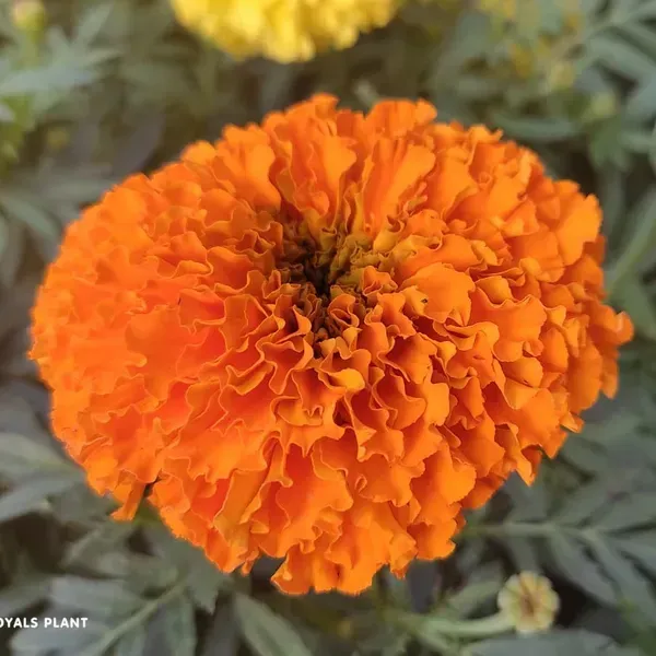 Hybrid_Inca_Variety_Marigold_Flower_Plant_Orange