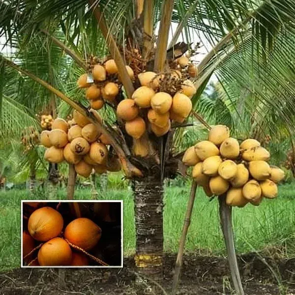 Kerala_Dwarf_Variety_Coconut_Fruit_Plant