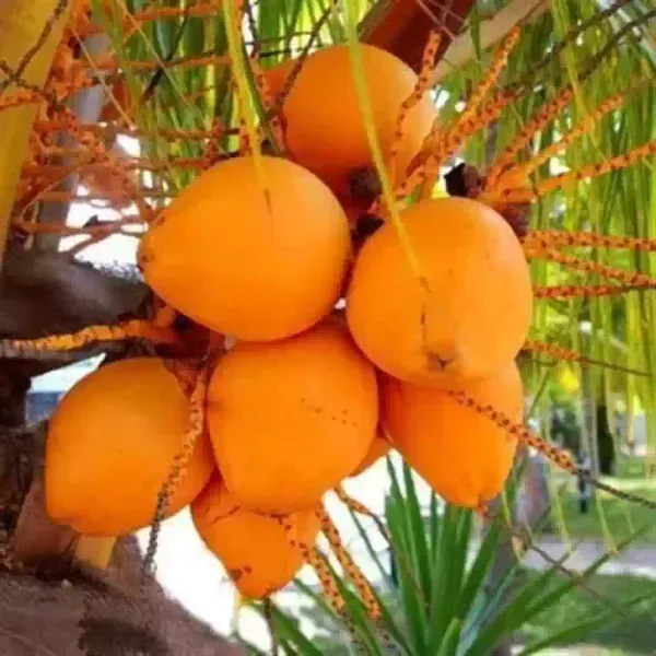 Kerala_Dwarf_Variety_Coconut_Fruit_Plant