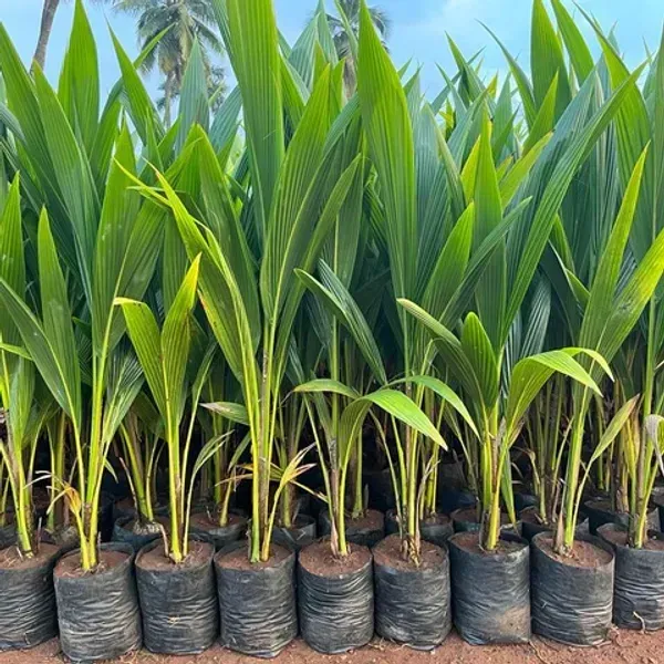 Kerala_Dwarf_Variety_Coconut_Fruit_Plant