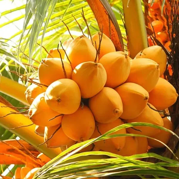 Kerala_Dwarf_Variety_Coconut_Fruit_Plant