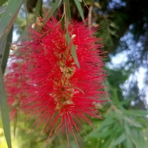 Dwarf_Variety_Bottle_Brush_Flower_Plant_Red