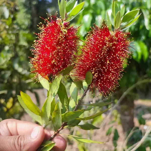 Dwarf_Variety_Bottle_Brush_Flower_Plant_Red
