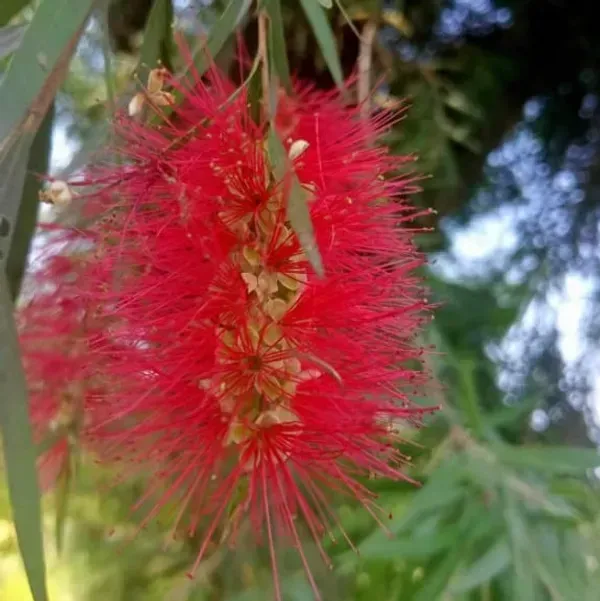 Dwarf_Variety_Bottle_Brush_Flower_Plant_Red