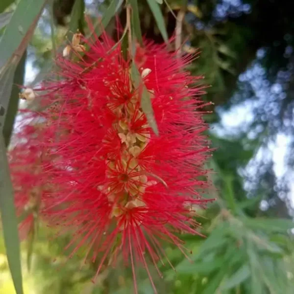 Dwarf_Variety_Bottle_Brush_Flower_Plant_Red