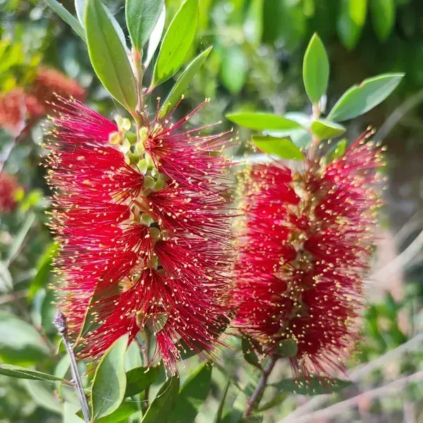 Dwarf_Variety_Bottle_Brush_Flower_Plant_Red