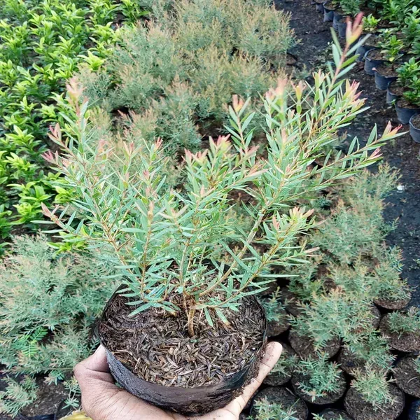 Dwarf_Variety_Bottle_Brush_Flower_Plant_Red
