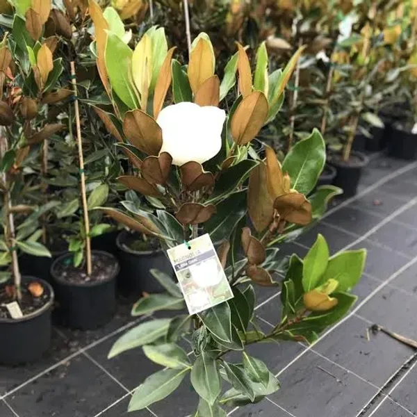 Magnolia_Soulangeana_Flower_Plant_White