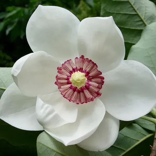 Magnolia_Soulangeana_Flower_Plant_White
