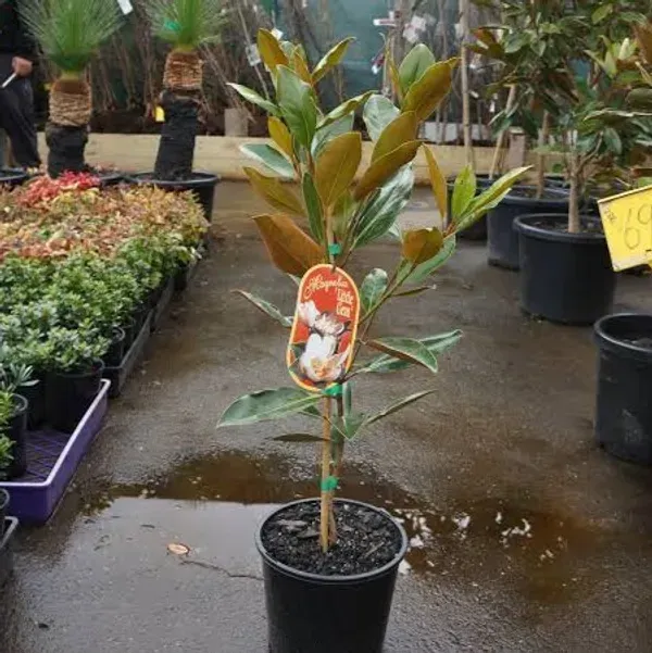 Magnolia_Soulangeana_Flower_Plant_White