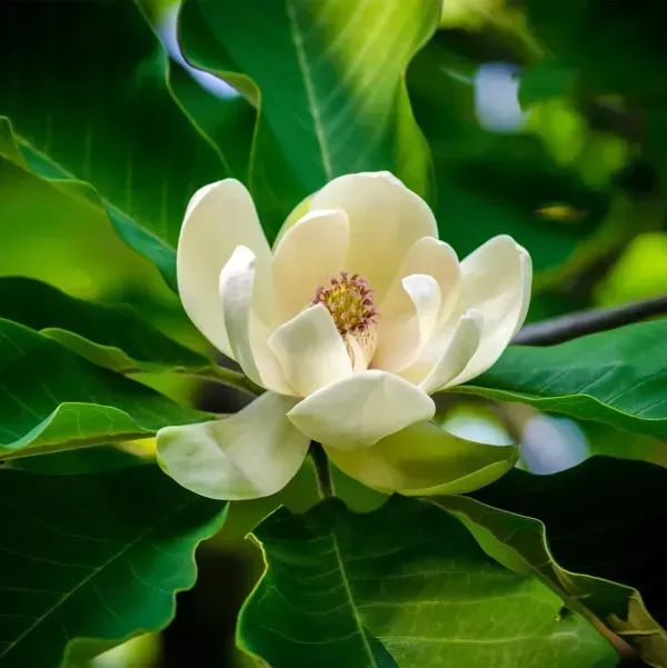 Magnolia_Soulangeana_Flower_Plant_White