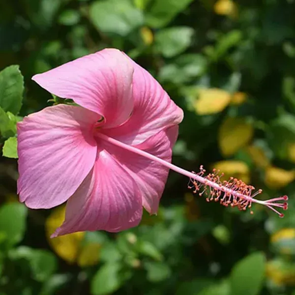 Miniature_Hibiscus_Flower_Plant_Pink