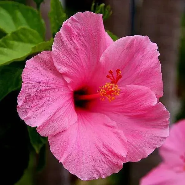 Miniature_Hibiscus_Flower_Plant_Pink