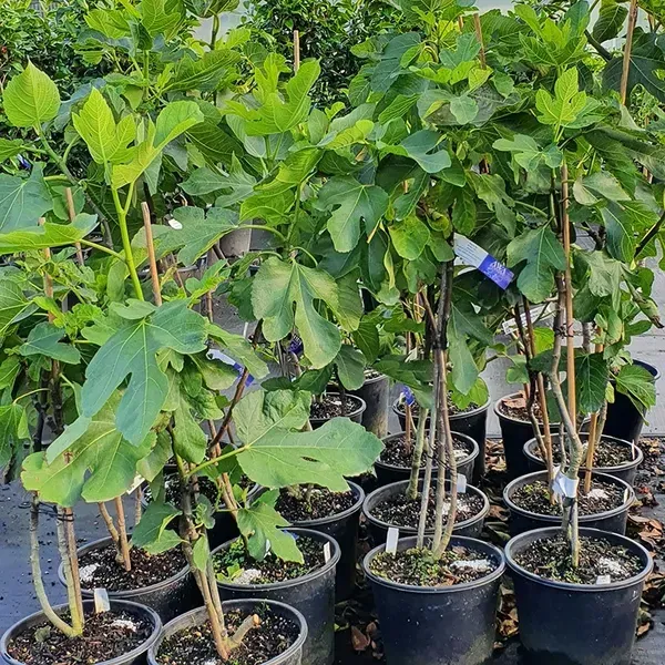 Turkey_Fig_Live_Fruit_Plant_For_Home_Garden