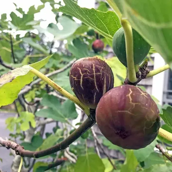 Turkey_Fig_Live_Fruit_Plant_For_Home_Garden