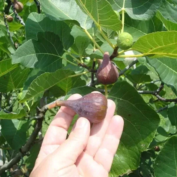 Turkey_Fig_Live_Fruit_Plant_For_Home_Garden