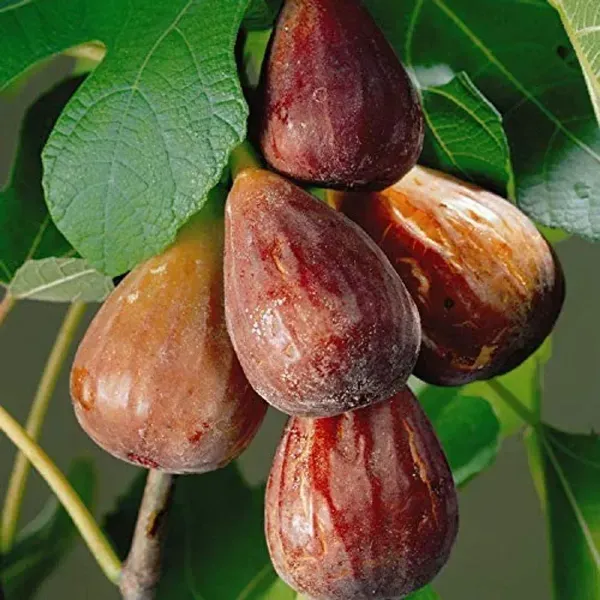 Turkey_Fig_Live_Fruit_Plant_For_Home_Garden