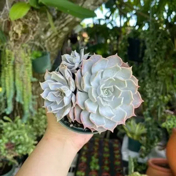 Echeveria_Lilacina_A_A_A_A_A_White_Ghosta_A_A_Cluster_Rare_Succulent_Li