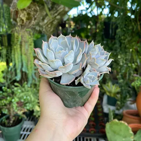 Echeveria_Lilacina_A_A_A_A_A_White_Ghosta_A_A_Cluster_Rare_Succulent_Li