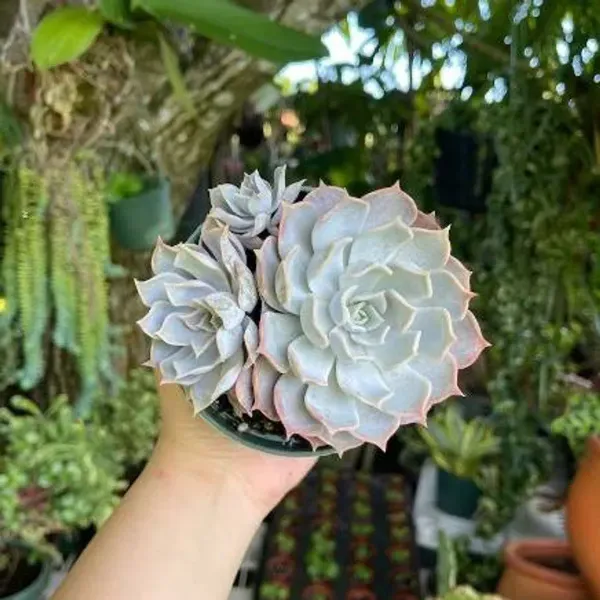 Echeveria_Lilacina_A_A_A_A_A_White_Ghosta_A_A_Cluster_Rare_Succulent_Li
