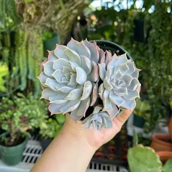 Echeveria_Lilacina_A_A_A_A_A_White_Ghosta_A_A_Cluster_Rare_Succulent_Li