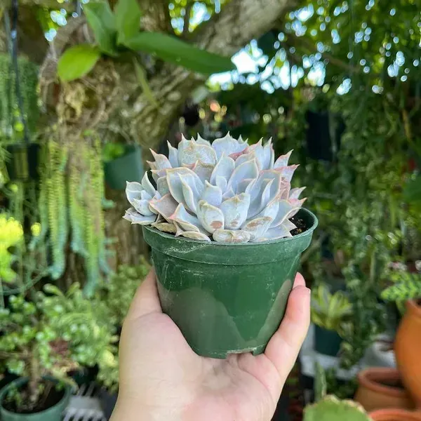 Echeveria_Lilacina_A_A_A_A_A_White_Ghosta_A_A_Cluster_Rare_Succulent_Li