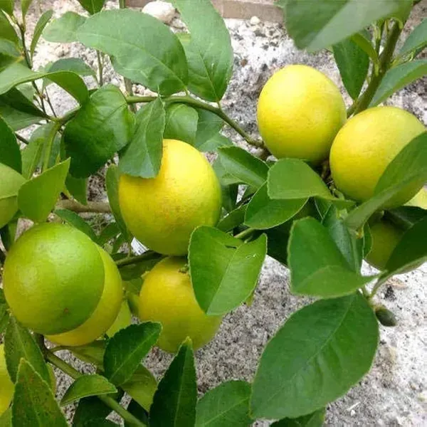 All_Time_Thai_Pati_Lemon_Fruit_Plant