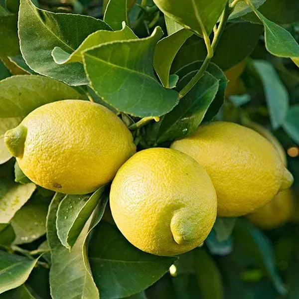 All_Time_Thai_Pati_Lemon_Fruit_Plant