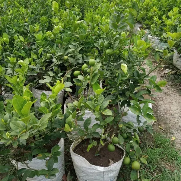 All_Time_Thai_Pati_Lemon_Fruit_Plant