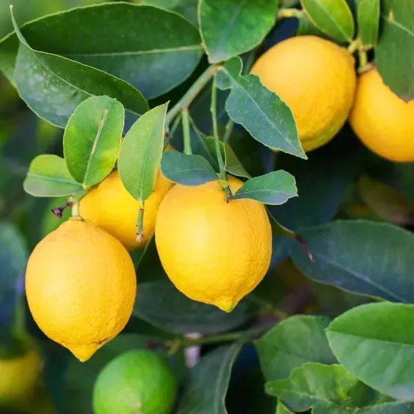 All_Time_Thai_Pati_Lemon_Fruit_Plant