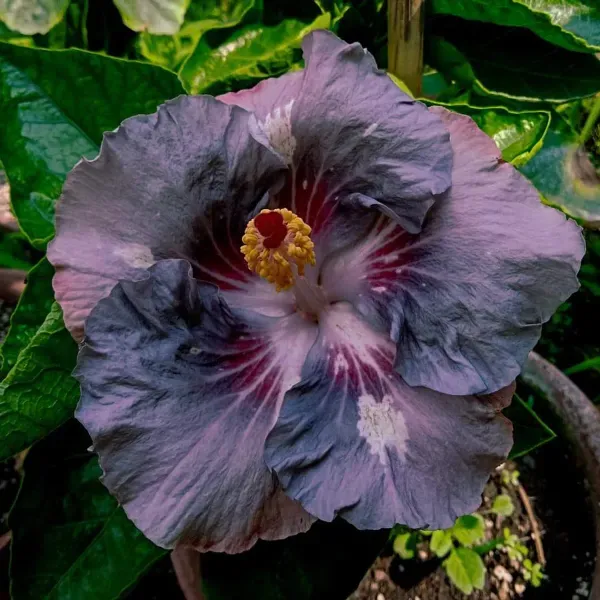 Australian_Variety_Grafted_Hibiscus_Flower_Plant