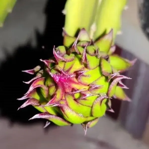 Dragon_Fruit_Plant_Red_Combo_Offer_Pack_Of_4_Plants