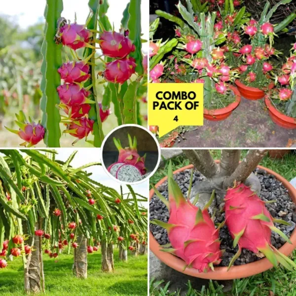 Dragon_Fruit_Plant_Red_Combo_Offer_Pack_Of_4_Plants