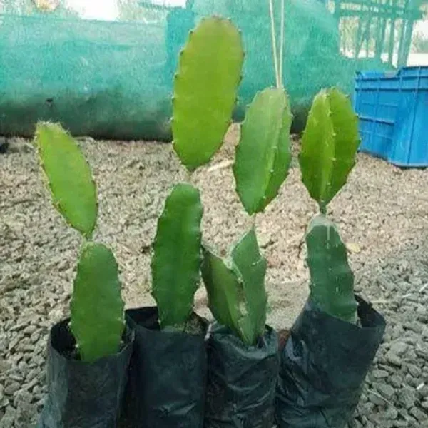 Dragon_Fruit_Plant_Red_Combo_Offer_Pack_Of_4_Plants