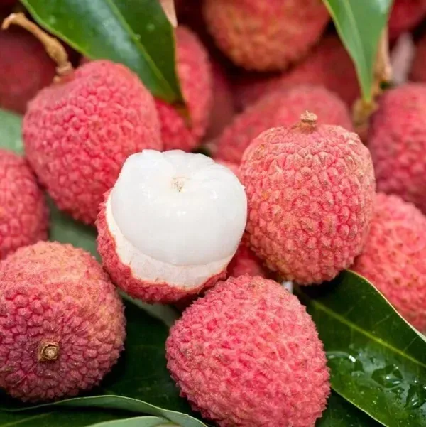 Atha_Bombay_Litchi_Fruit_Plant_Lychee