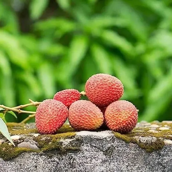 Atha_Bombay_Litchi_Fruit_Plant_Lychee