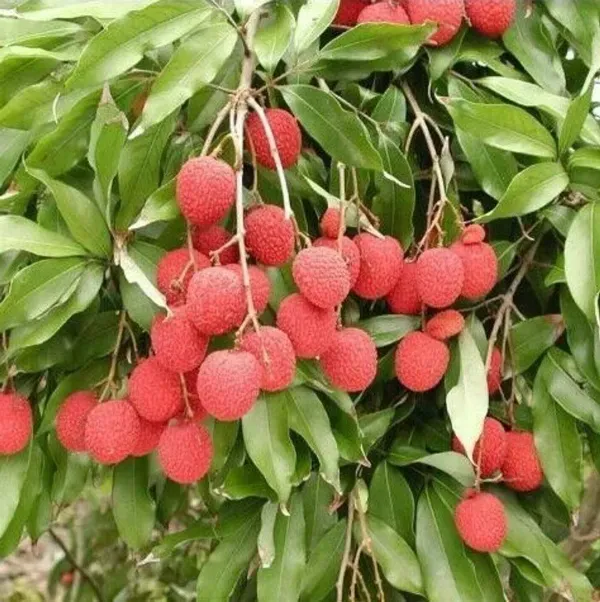 Atha_Bombay_Litchi_Fruit_Plant_Lychee