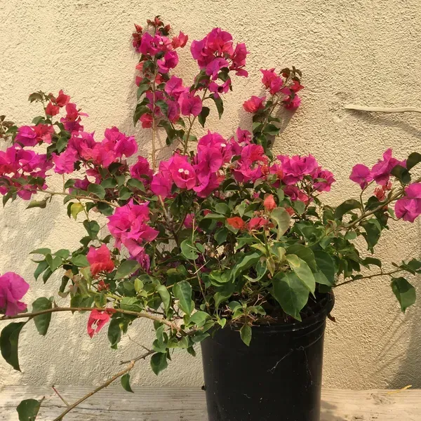 Chilli_Red_Bougainvillea_Flower_Plant_Red
