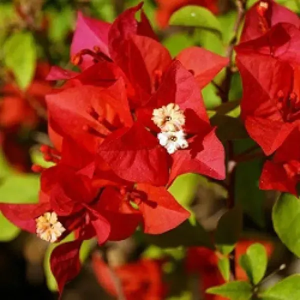 Chilli_Red_Bougainvillea_Flower_Plant_Red
