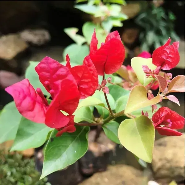 Chilli_Red_Bougainvillea_Flower_Plant_Red