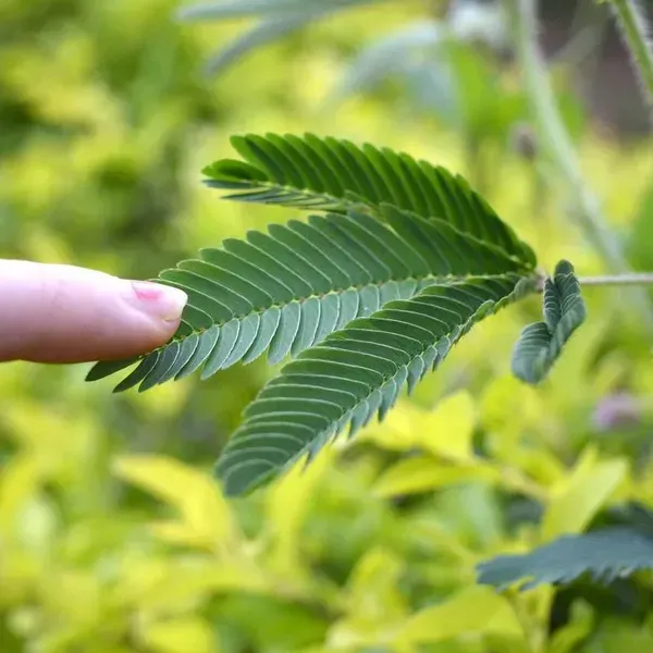 Mimosa_Pudica_Sensitive_Plant