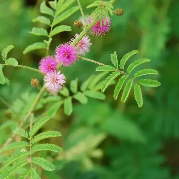 Mimosa_Pudica_Sensitive_Plant